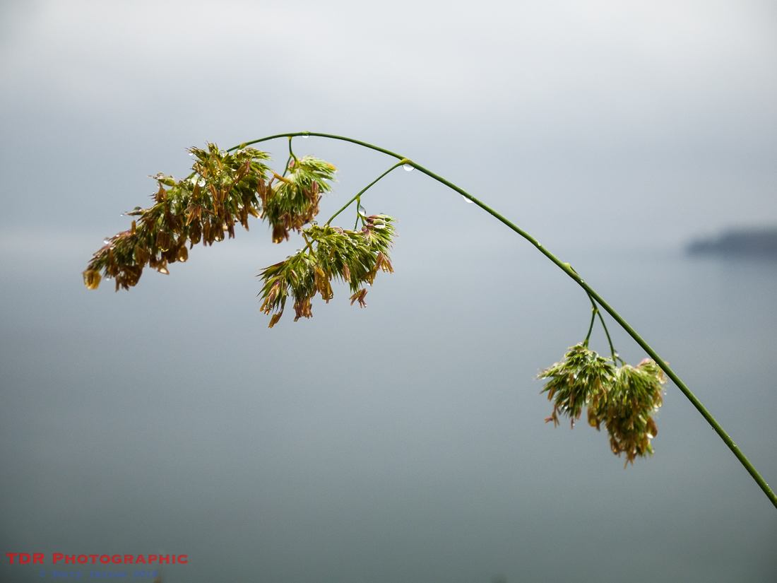 Grass on the Coast Path