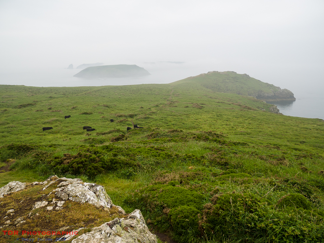 Skomer in the Mist