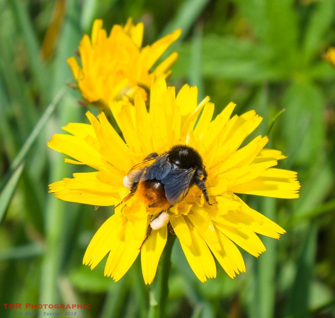 Tree Bumblebee