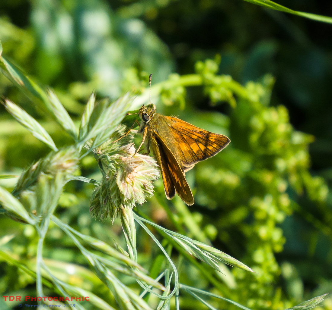 Large Skipper