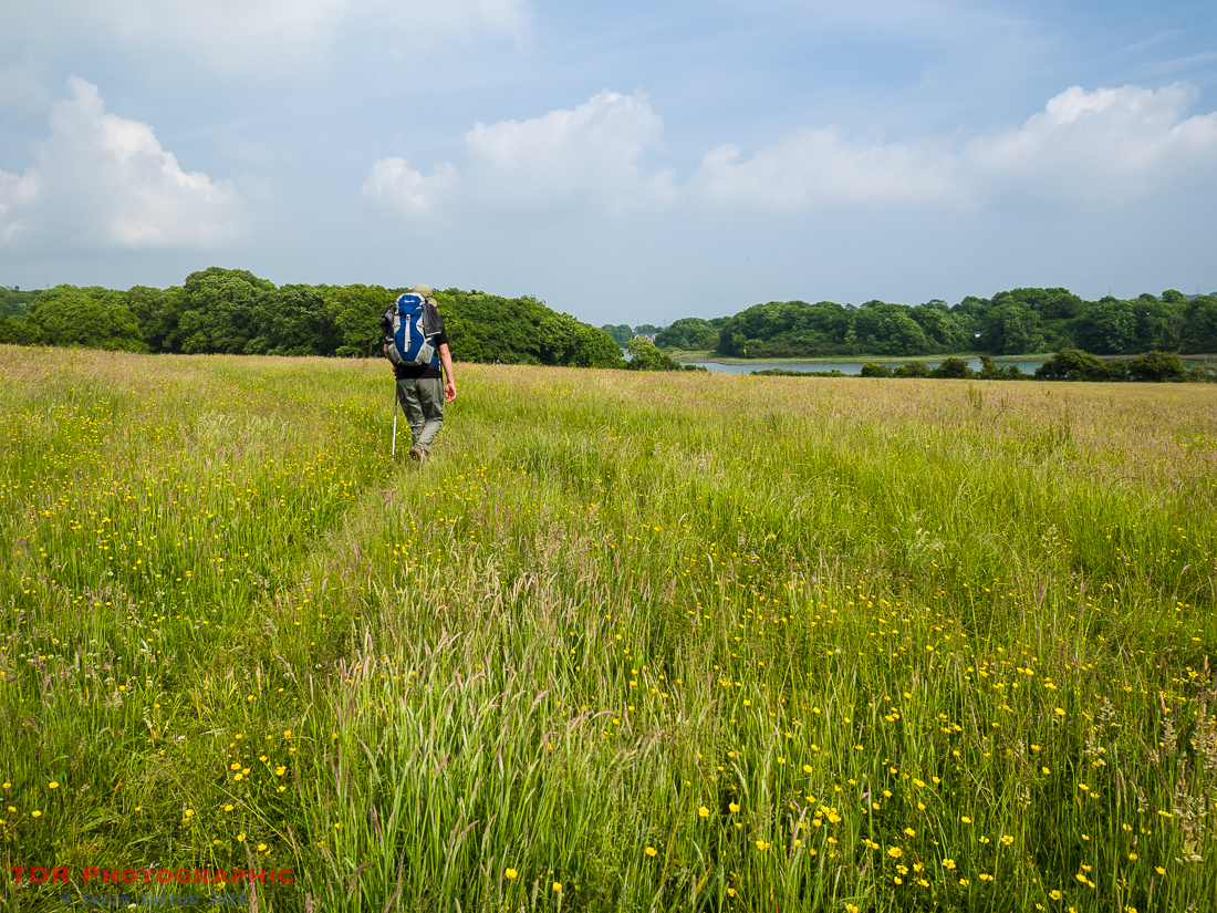 Walking across the meadows, Pembroke