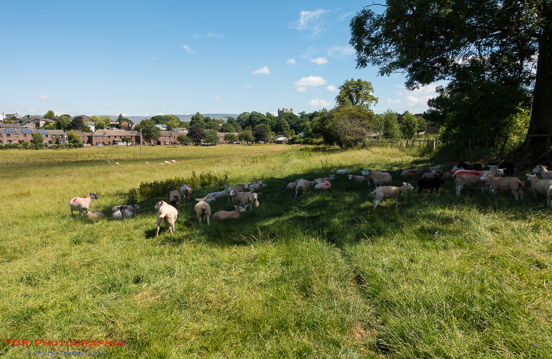 Sheltering for the Sun