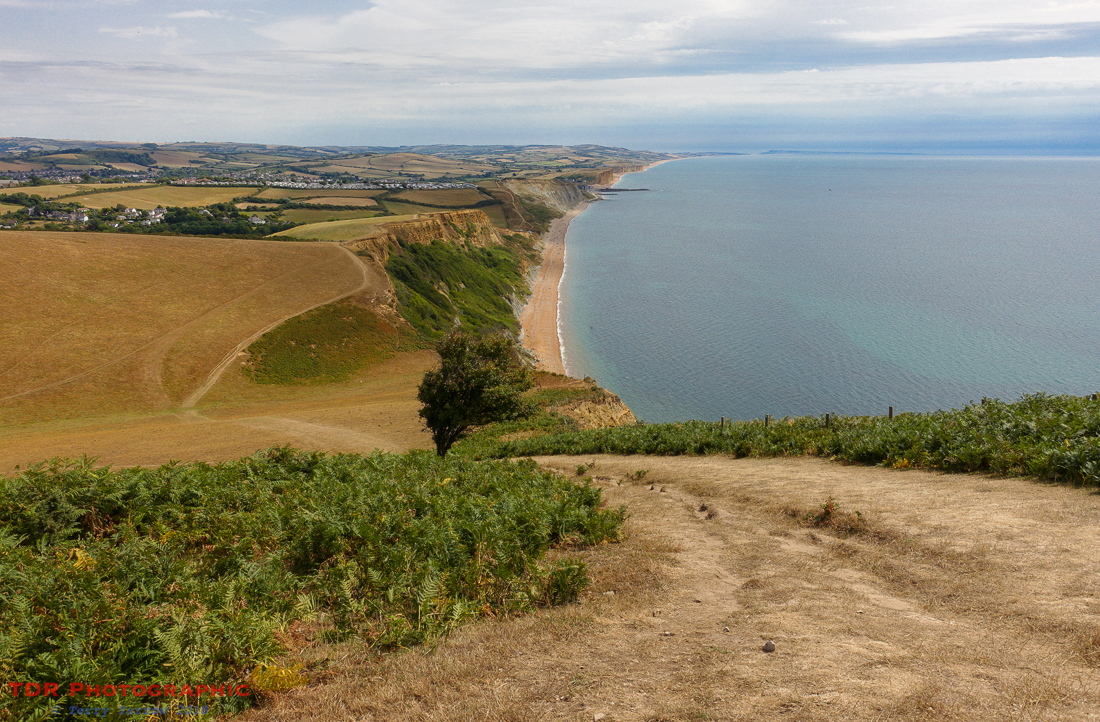 On Thorncombe Beacon