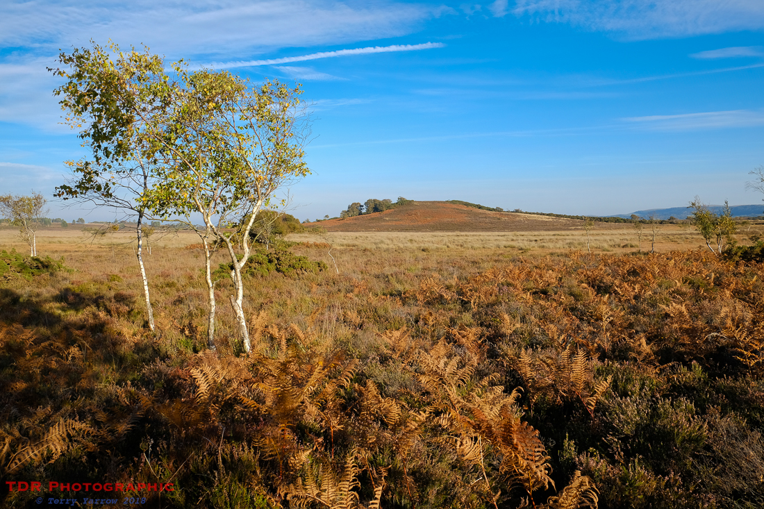 On a Dorset Heath