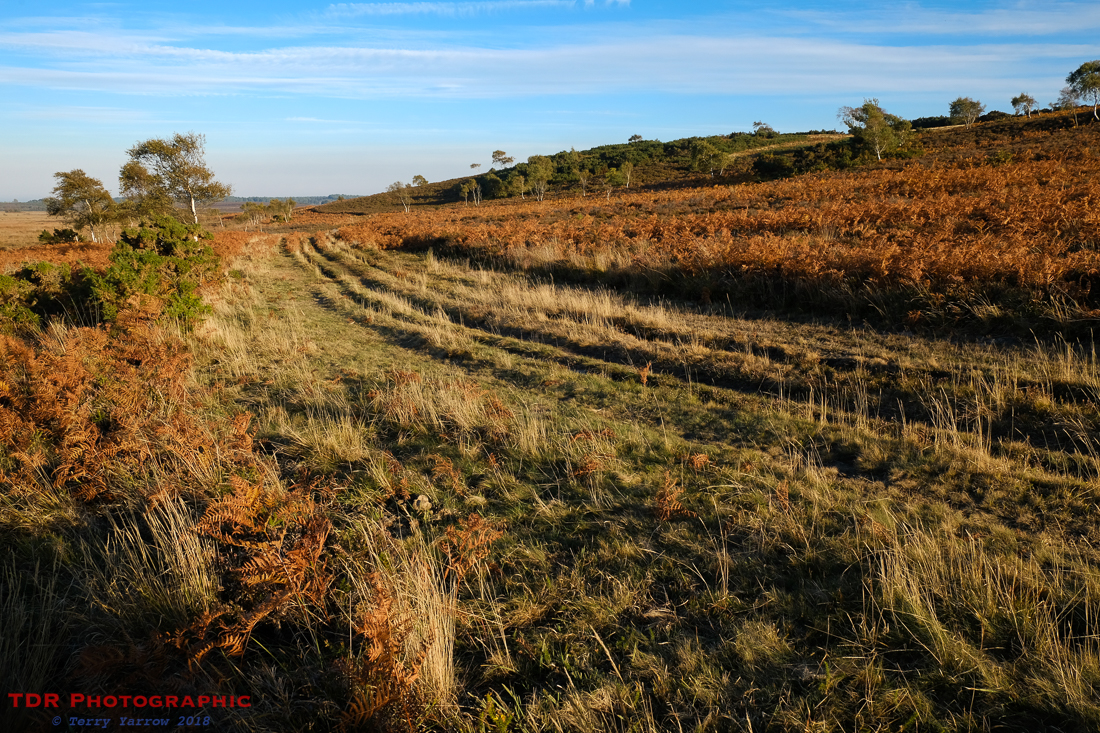 Tracks Across the Heath