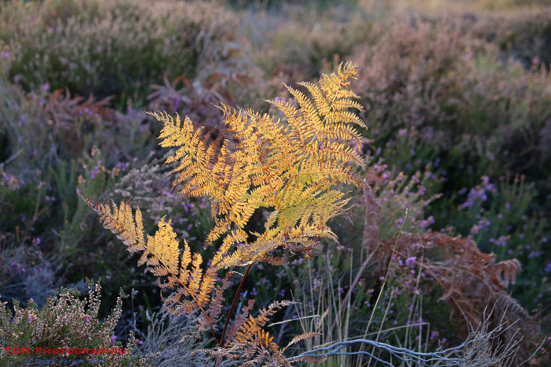 Fern in the Spotlight