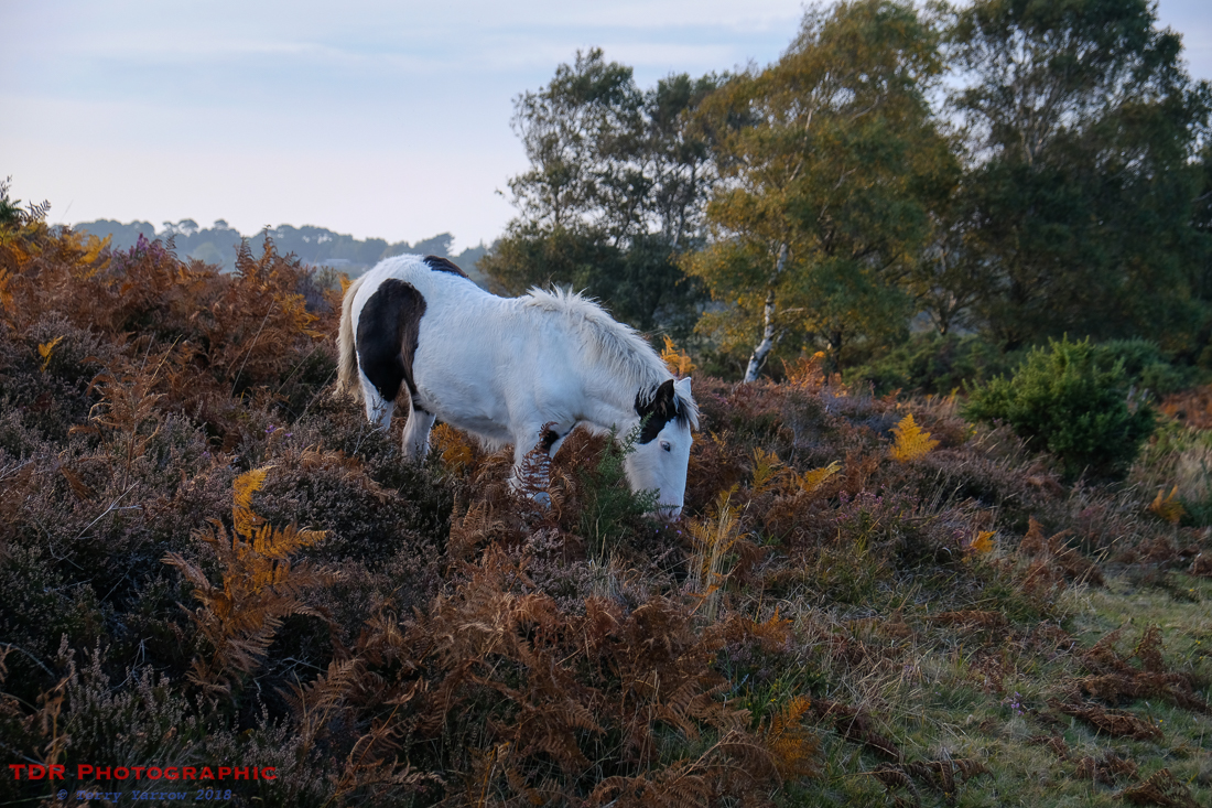 Conservation Grazing