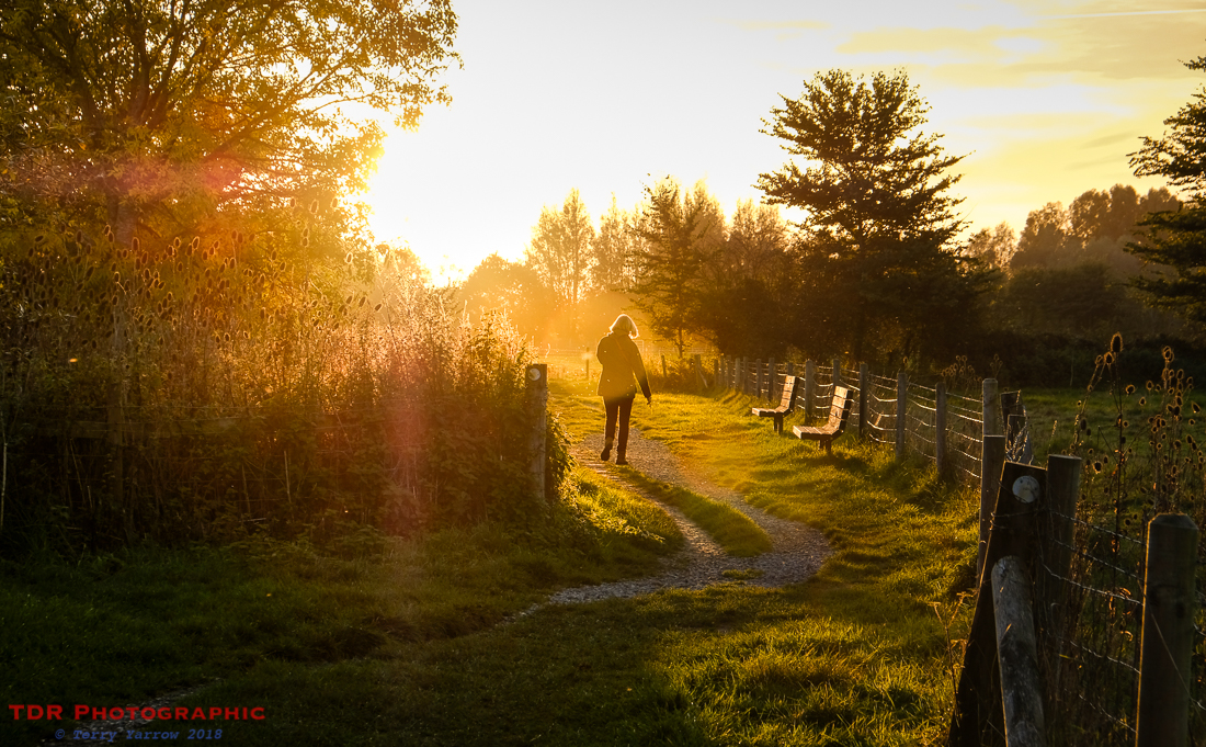 In the Evening Light
