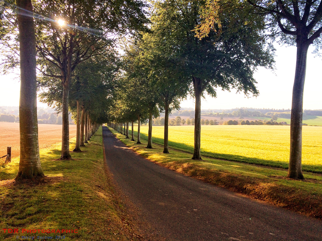 The Avenue at Crichel