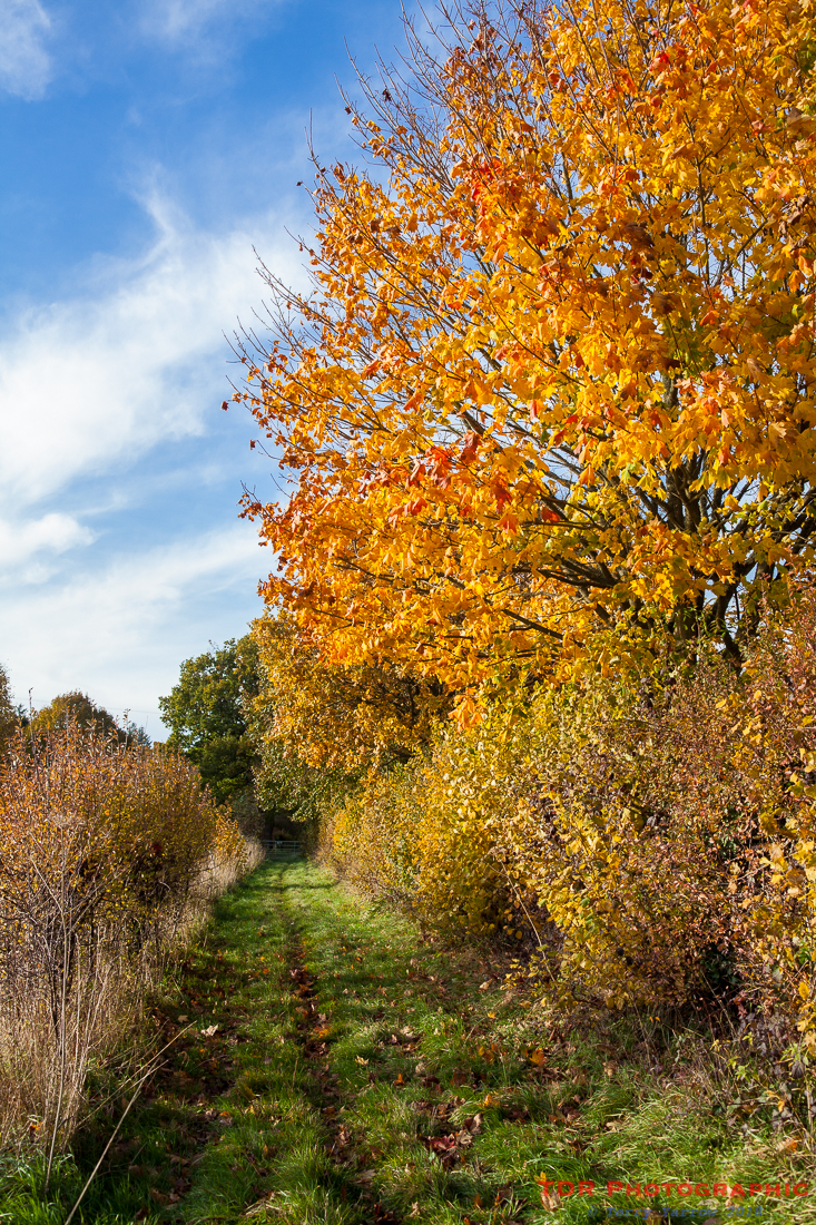A Footpath in Autumn