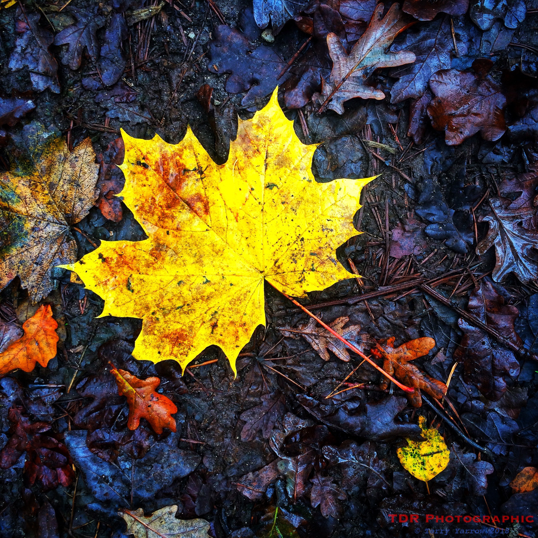 Brightness in the Mud