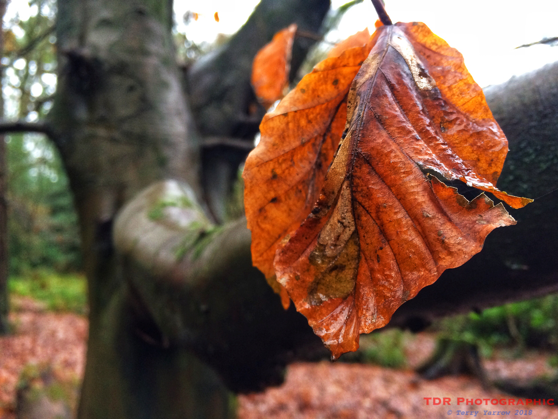 Woodland Romp A Wet Woodland Ramble – The Dorset Rambler
