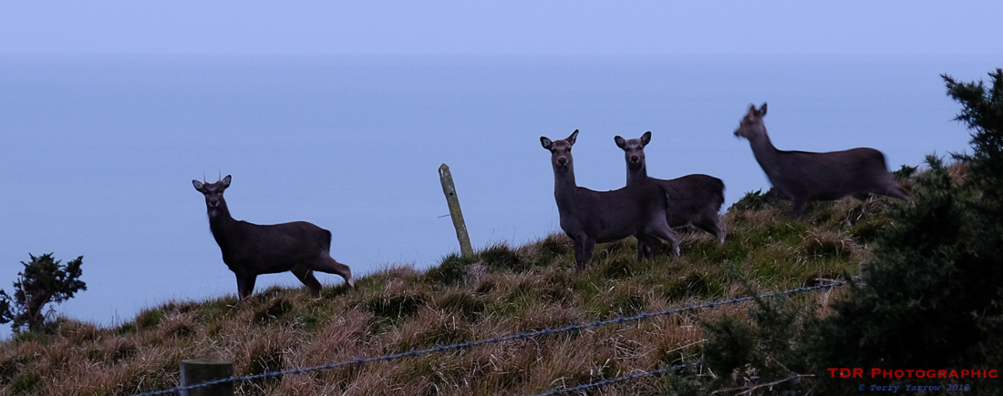 Deer on the Coast