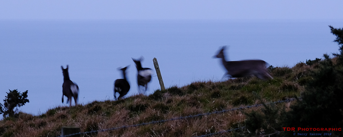 Deer on the Coast