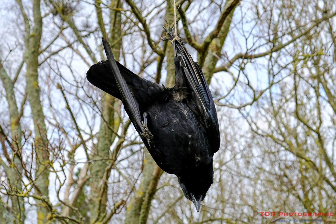 Conservation???????!!