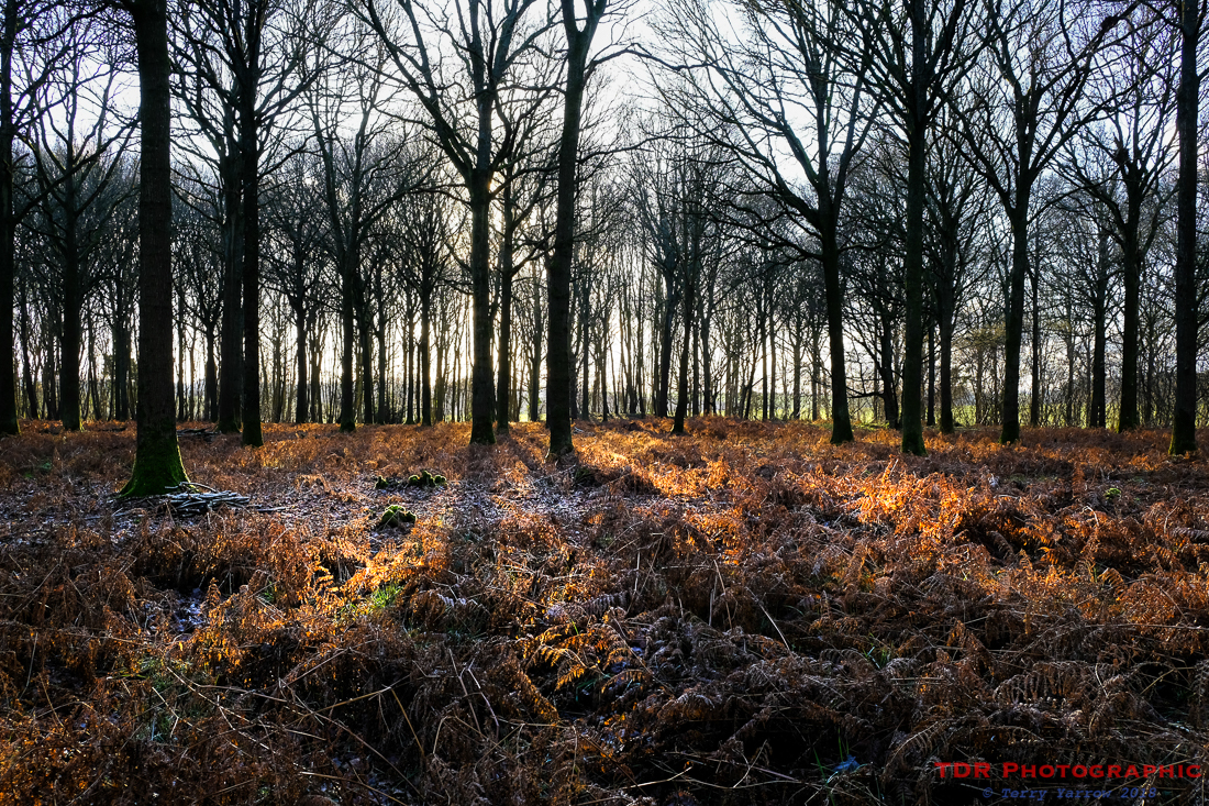 Winter Woodlands