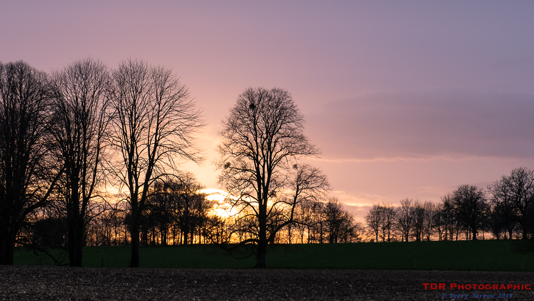 Winter Trees at Sunset
