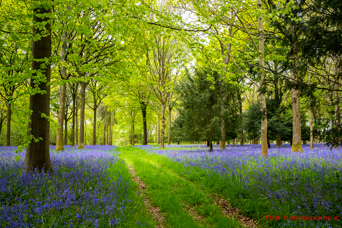 The Way Through the Woods