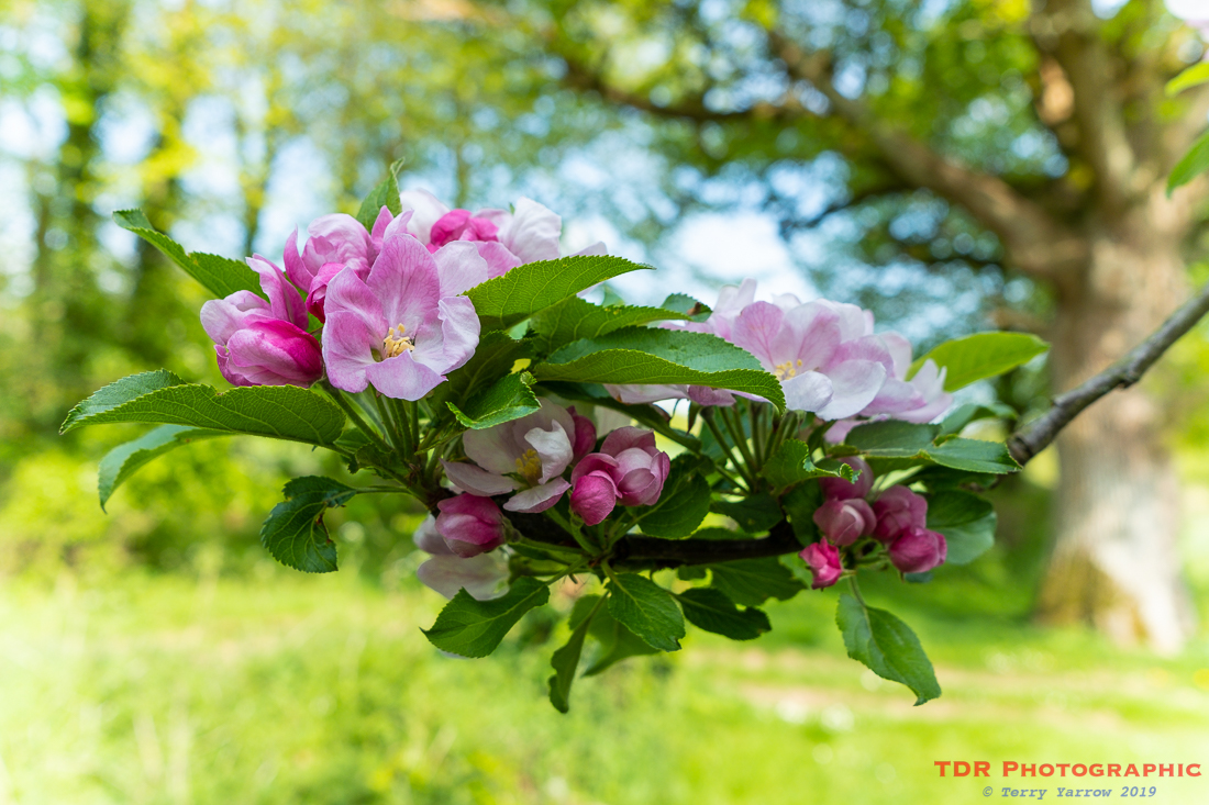 In Apple Blossom Time