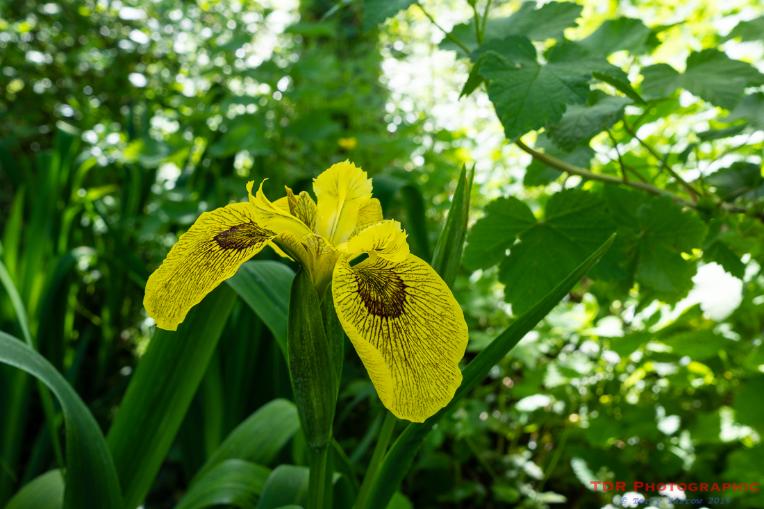 Berlin Tiger Iris