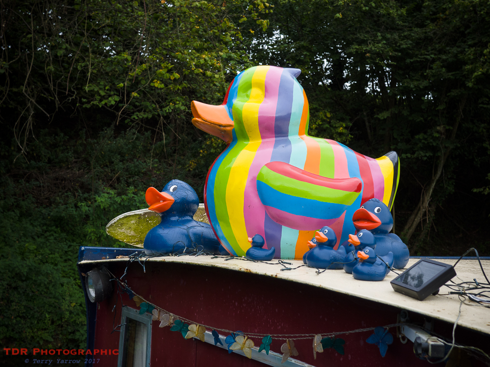 Ducks on the Canal