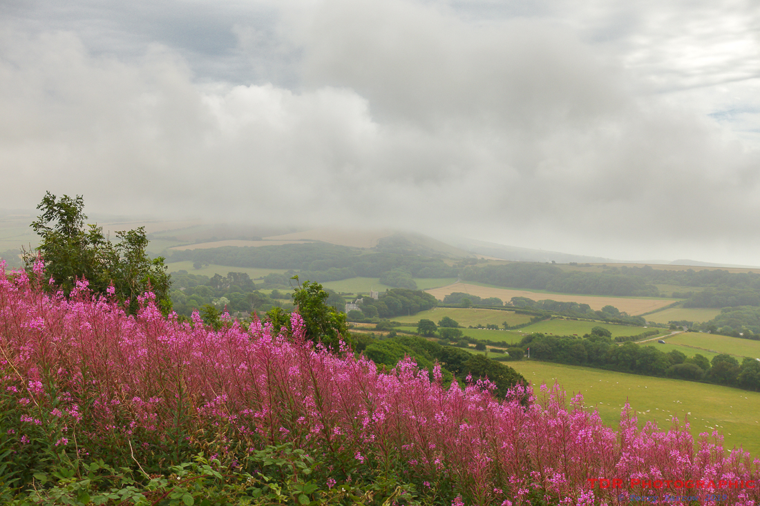 Rosebay Willowherb