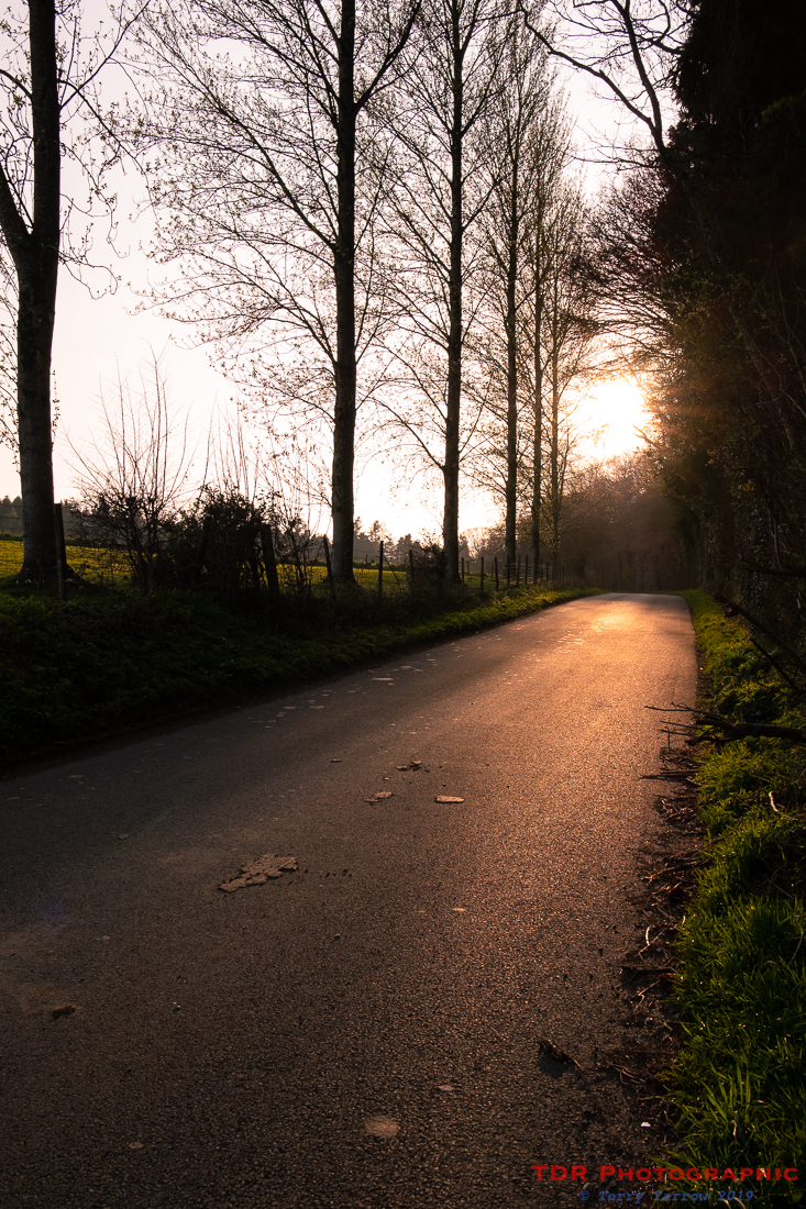 The Country Lane at Sunset
