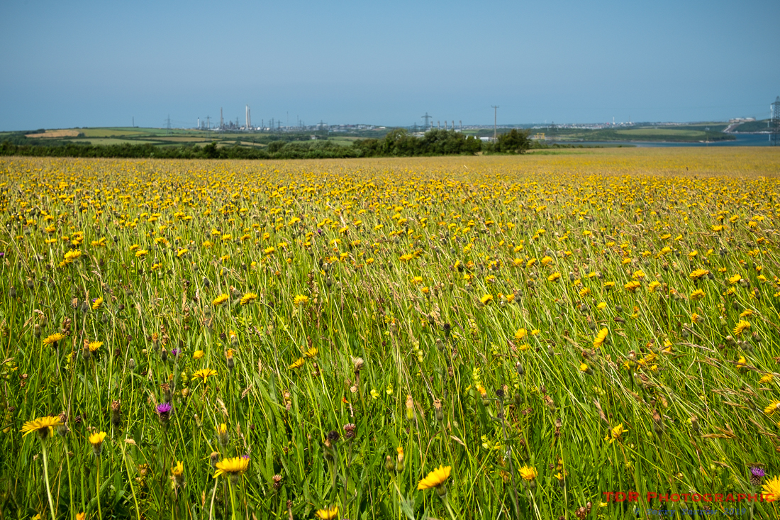 In a Welsh Meadow