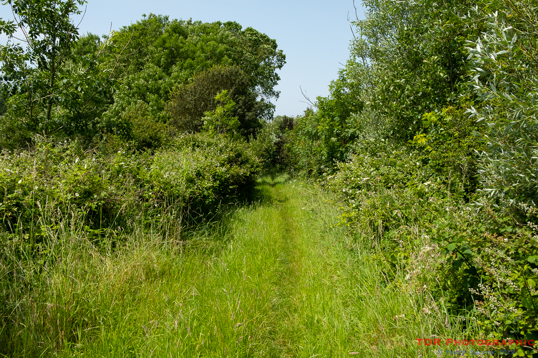 On the green path
