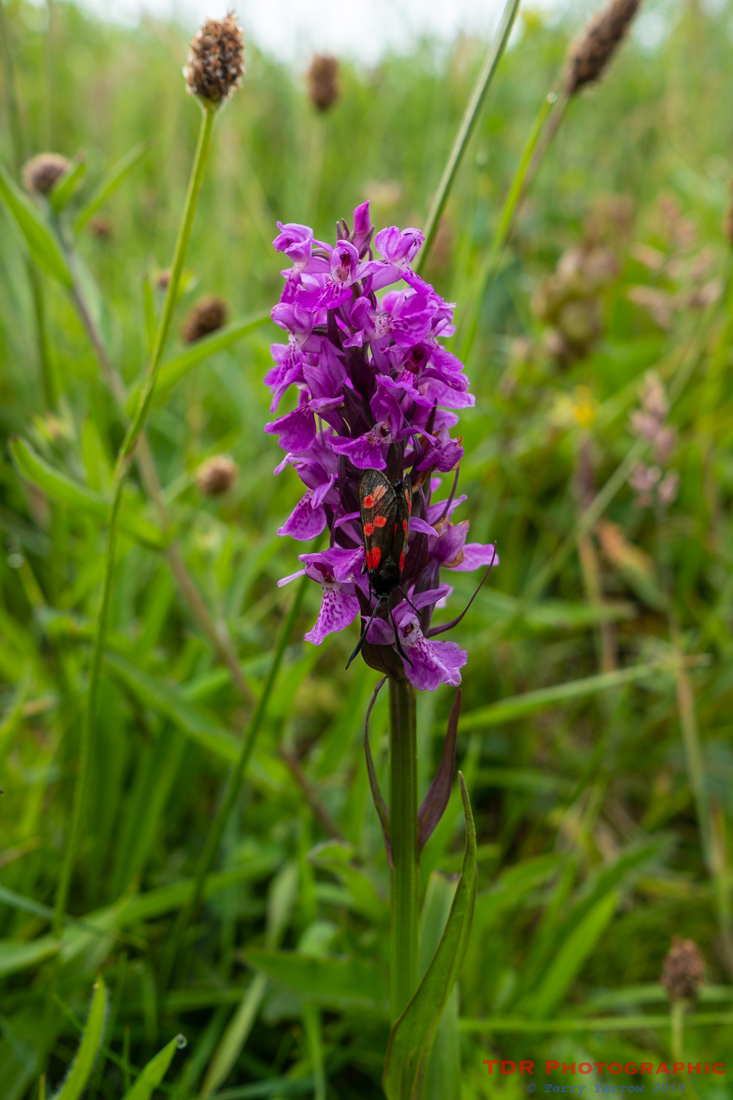 Six Spot Burnett on an orchid