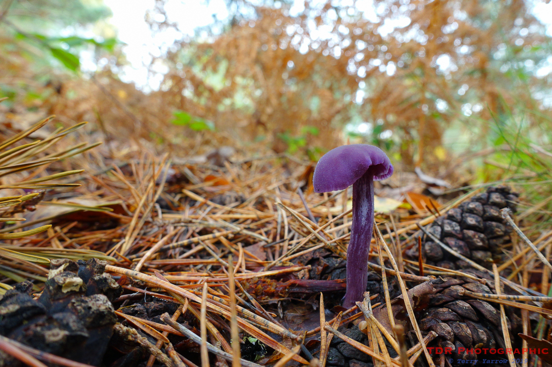 On the Forest Floor