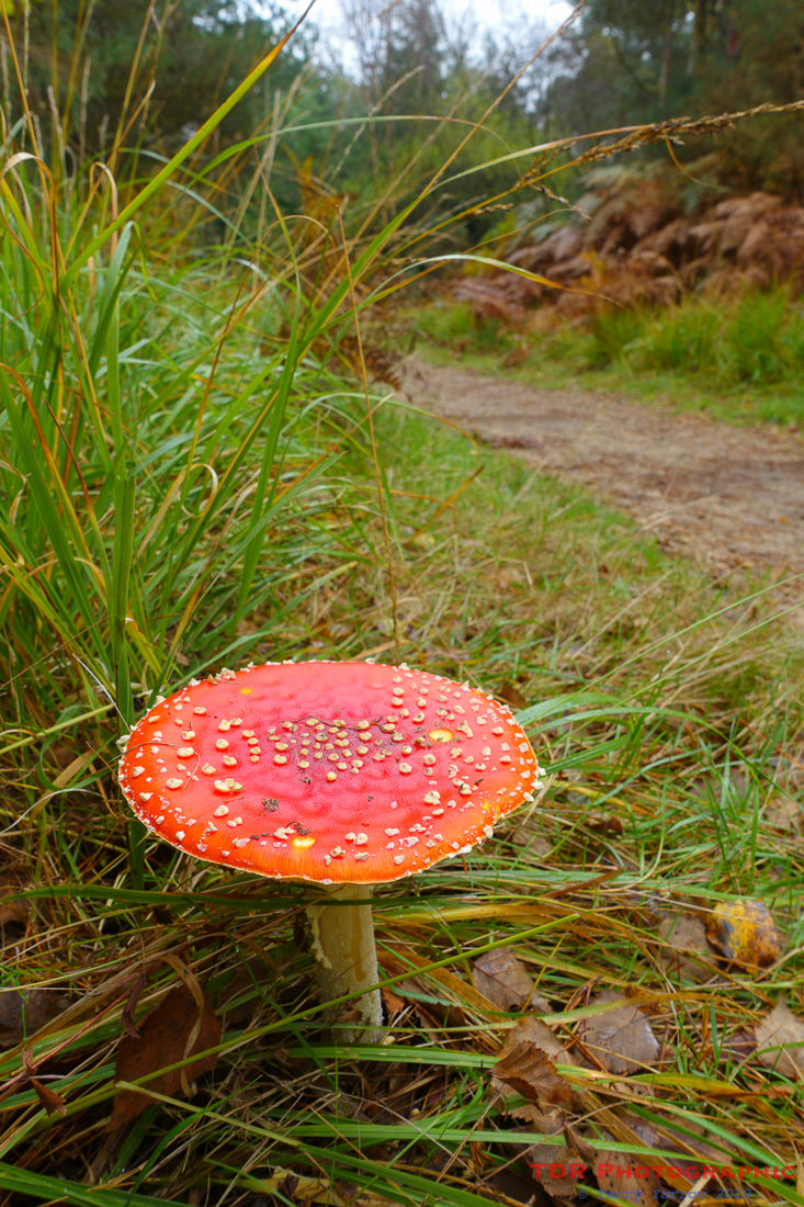 Fly Agaric