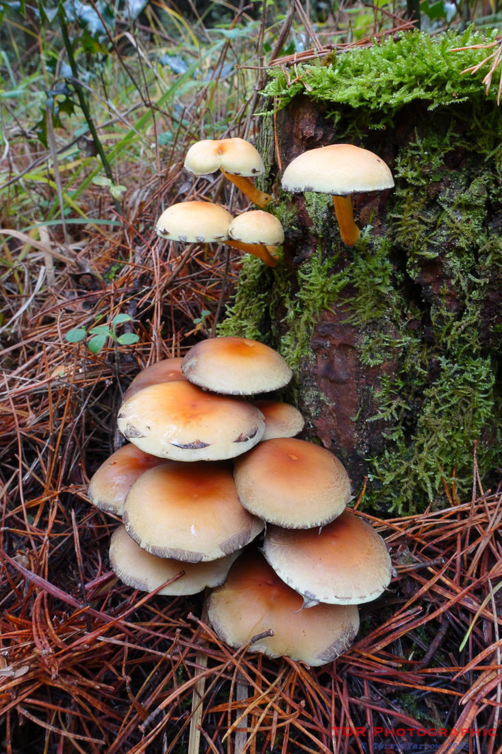 Sulphur Tuft