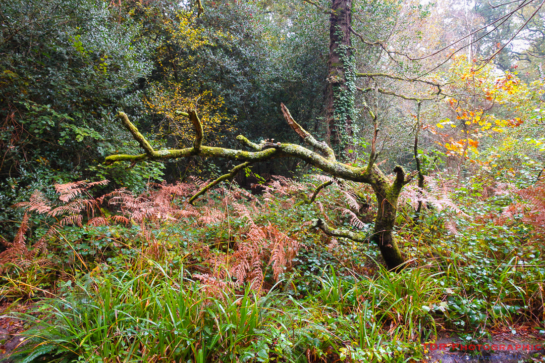 Autumn in the Woodlands