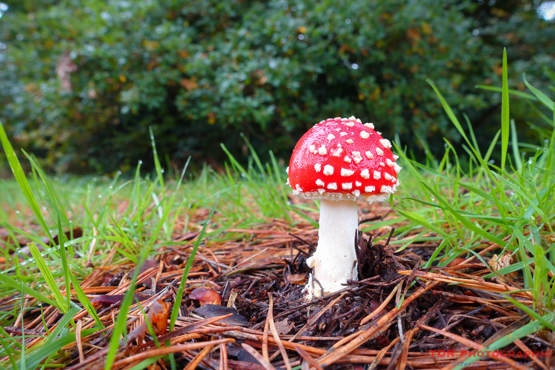 Fly Agaric
