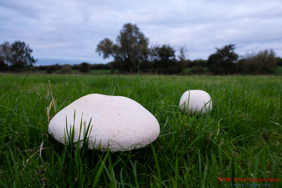 Horse Mushroom