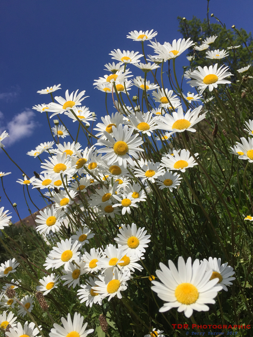 Daisies